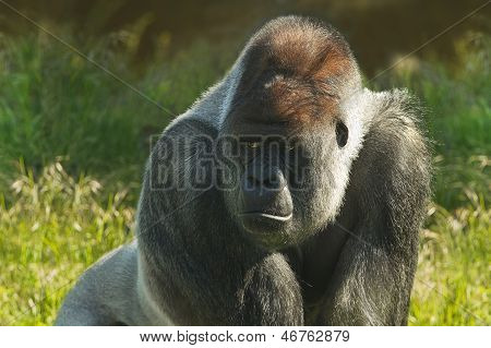 Silverback Gorilla