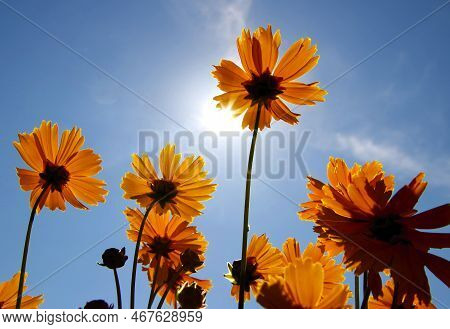 Beautiful Orange Flowers With Blue Sky And The Sun