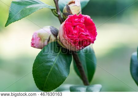 Closeup View Of Beautiful Blooming Red Camelia Flowers Or Camellia Flowers With Green Leaves In Spri