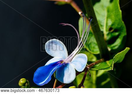 High Angle Closeup View Of Blooming Blue Butterfly Bush Flower With Leaves In A Tree On Black Backgr
