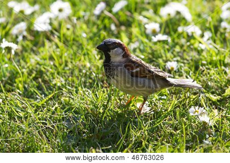 Haussperling auf Gras mit Gänseblümchen