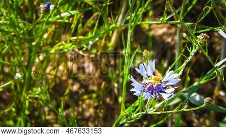 Close Up Of Honey Bee On Iris Flower. Summer Nature Concept.