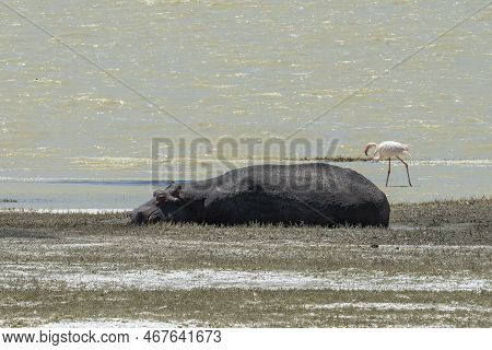 A Hippopotamus On The Bank Of Lake Magadi, Tanzania, And A Flamingo In The Water Behind It.