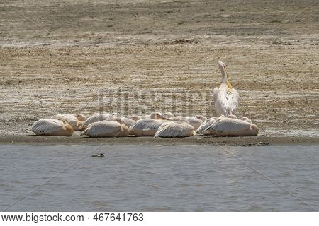 A Group Of Pelicans Resting On The Bank Of Lake Magadi, Tanzania.