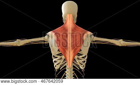 Trapezius Muscle Anatomy For Medical Concept 3d Illustration