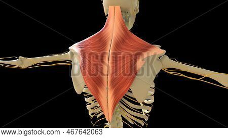 Trapezius Muscle Anatomy For Medical Concept 3d Illustration