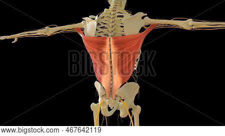 Latissim Muscle Anatomy For Medical Concept 3d Illustration