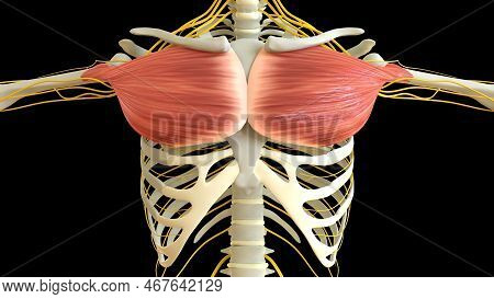 Pectoral Muscle Anatomy For Medical Concept 3d Illustration