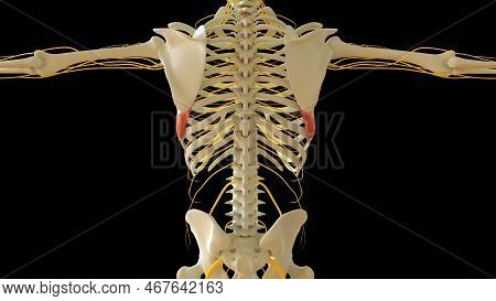 Serratus Anterior Muscle Anatomy For Medical Concept 3d Illustration