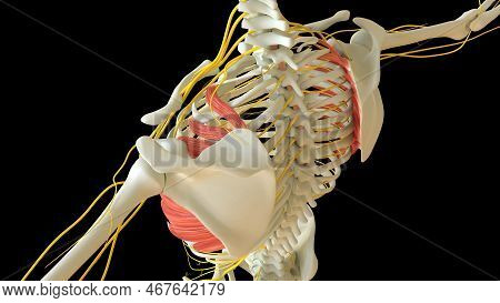 Serratus Anterior Muscle Anatomy For Medical Concept 3d Illustration