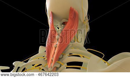 Splenius Capitus Muscle Anatomy For Medical Concept 3d Illustration