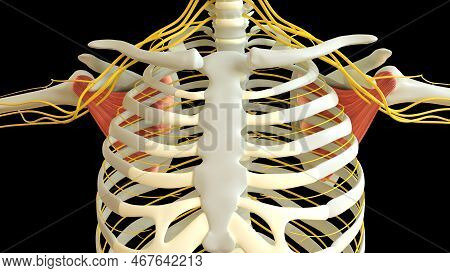 Subscapularis Muscle Anatomy For Medical Concept 3d Illustration