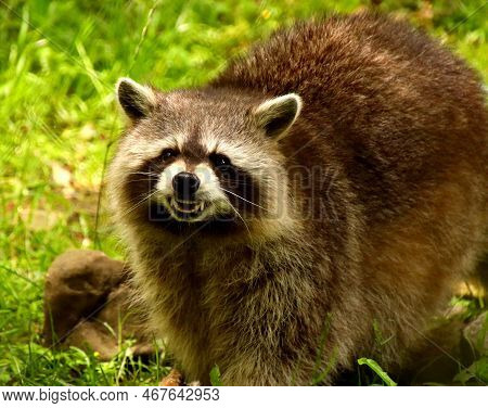 A Cute Raccoon In The Green Smiling At The Camera