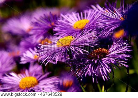 Beautiful Purple Yellow Flowers With Sunshine Nice