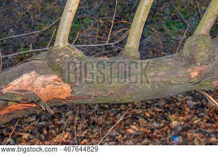 Trunk Of Exochorda Korolkowii In Autumn. Exochorda Alberti Is A Species Of Rose Bush Native To Asia.