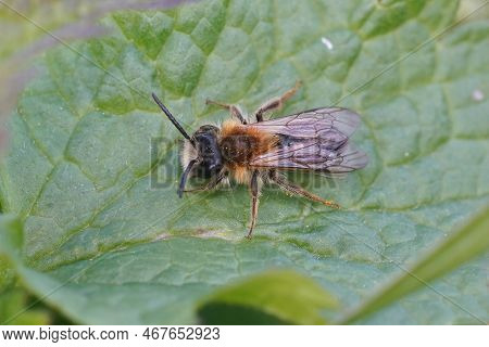 Natural Closeup On A Hairy Male White-bellied Mining Bee, Andrena Gravida, Sitting On A Green Leaf