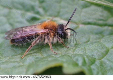 Natural Closeup On A Hairy Male White-bellied Mining Bee, Andrena Gravida, Sitting On A Green Leaf
