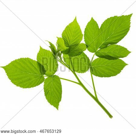 Raspberry Twig Shoot Branches With Developing Green Leaves Isolated On White Background. Stem Of Ras