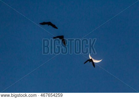 Silhouettes Of Bats Near Moon In Sabah, Malays