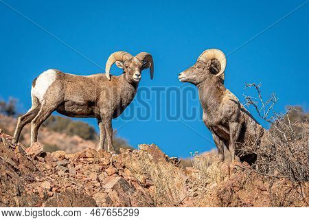 Two Bighorn Rams Stand Safely And Stately On Top Of A Rugged Canyon Wall Overlooking The Canyon Bene