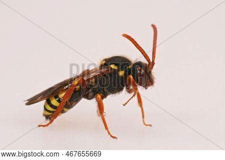 Detailed Studio Closeup On A Colorful Red Female Orange-horned Nomad Bee, Nomada Fulvicornis Isolate