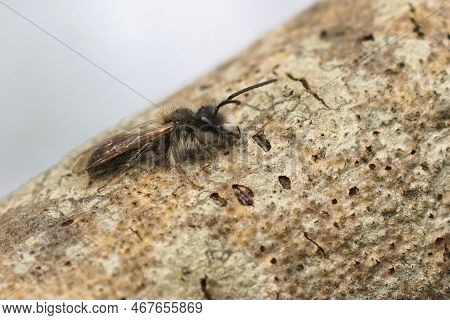Natural Closeup Of A Male Of The Mellow Miner Mining Bee, Andrena Mitis Sitting On The Bark Of A Tre