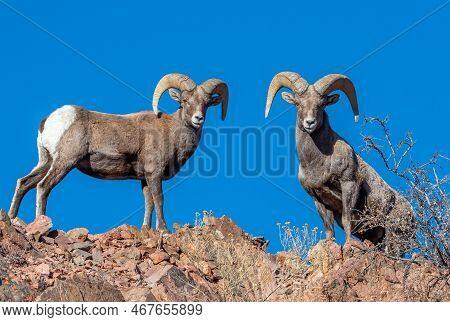 This Two Bighorn Rams Kept An Eye On Me As I Hiked Up A Steep Canyon Near The Royal Gorge In Colorad