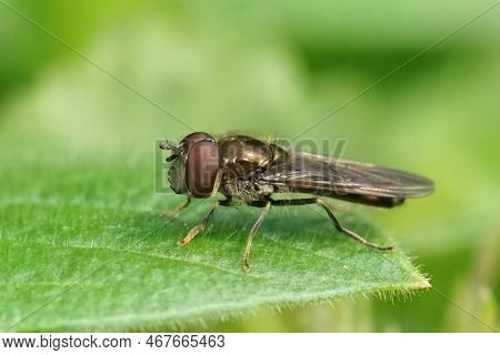 Natural Closeup On The Platycheirus Albimanus Sitting On A Green Leaf In The Garden
