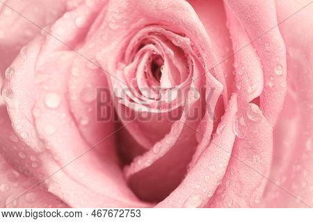 Erotic Metaphor. Rose Bud With Petals And Water Drops Resembling Vulva. Beautiful Flower As Backgrou