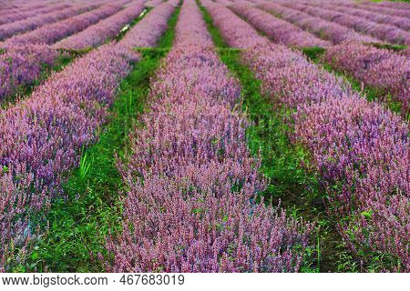 Beautiful Scenery Of Mesona(chinese Mesona) Flowers Plantation,many Purple With Brown Flowers Bloomi