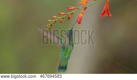 A Lesser Violetear Hummingbird Feeds Crocosima Flower