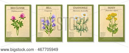 Realistic Wild Flower Bouque Poster Set Isolated Vector Illustration
