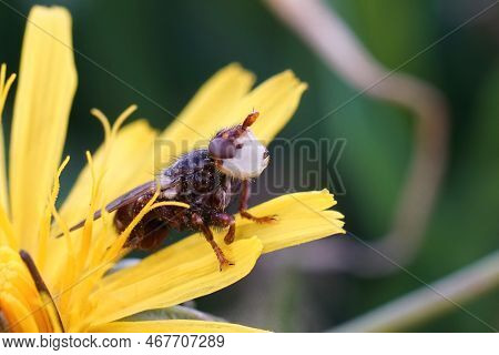 Natural Lateral Closeup On Myopa Testacea , A Parasite Fly On Solitary Bees, Sitting In A Yellow Dan
