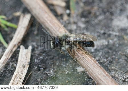 Natural Closeup On A Male Grey-backed Mining Bee, Andrena Vaga Sitting N The Ground