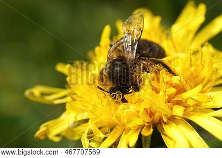 Natural Closeup On A Female Vernal Colletes Cunicularius , Drinking Nectar From Yellow Dandelion Flo