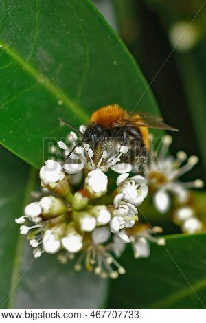 Natural Closeup On A Fluffy Red Female Tawny Mining Bee Nsipping Nectar From A White Flower
