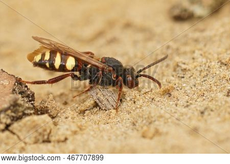 Natural Closeup On A Female Early Nomad Cuckoo Bee, Nomada Leucopthalma Sitting On Sandy Ground