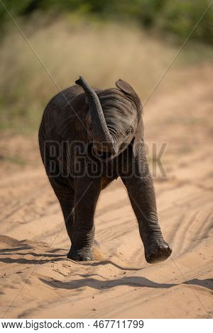 Baby African Bush Elephant Swings Trunk Around