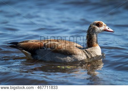 Egyptian Goose Swims In River Heading Right