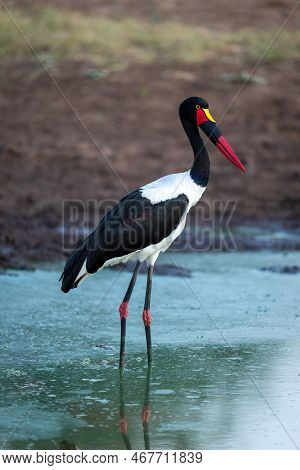 Female Saddle-billed Stork Stands In Stagnant Waterhole