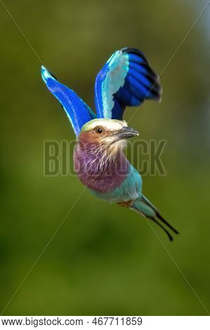 Lilac-breasted Roller Flies Towards Camera Turning Head