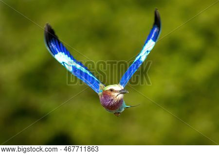 Lilac-breasted Roller Flies With Wings In V-shape