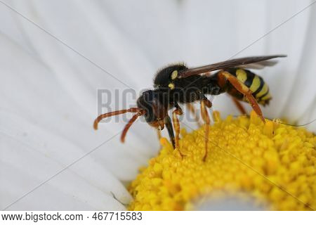 Natural Closeup On A Cleptoparasitic Painted Nomad Bee, Nomada Fucata On A White, Yellow Common Dais