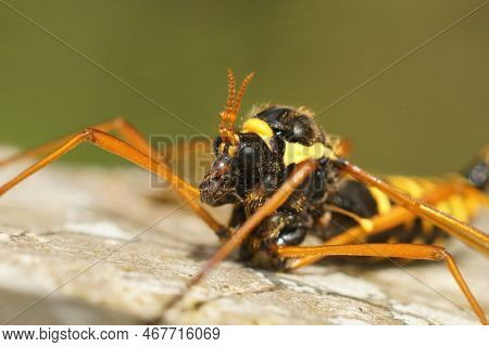 Natural Closeup Of A Colorful Crane Fly, Ctenophora Flaveolata, Sitting On A Tree-trunk