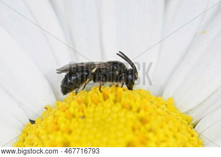Natural Closeup On A Small White-jawed Yellow-face Bee, Hylaeus Confusus Sitting On A Common Daisy, 