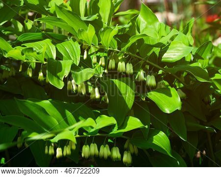 A Solomon's Seal (polygonatum Multiflorum) Flowering In Nature