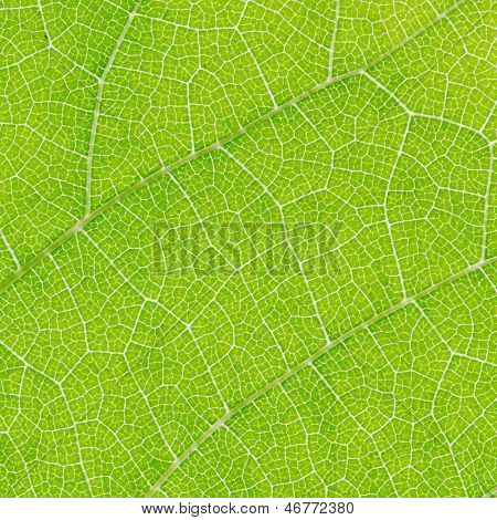 Frische Dreen Blatt Textur Makro Nahaufnahme