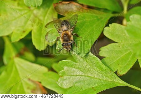 Natural Close Up On A Female Mellow Miner Solitary Bee, Andrena Mitis Sitting With Open Wings On Gre