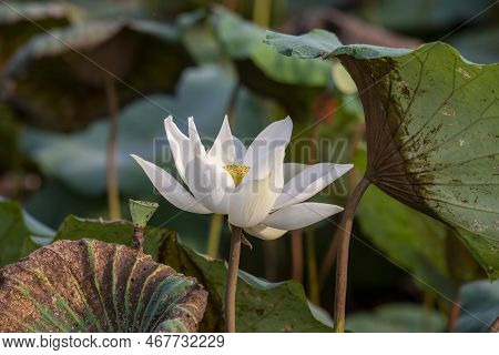 Thailand Amphawa Lotus Plant