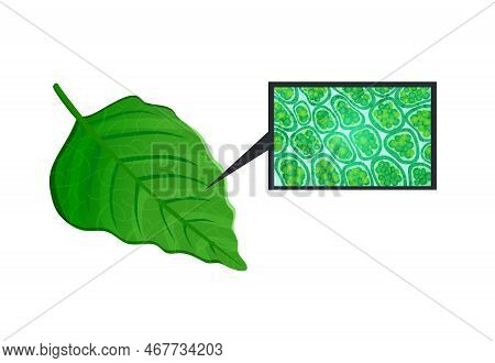 Biological Process Photosynthesis Composition With Light Energy Conversion Calvin Cycle Plants Cellu